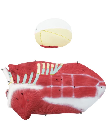 3D anatominis žmogaus kūno modelis 27 elementai 76 cm 3D anatominis žmogaus kūno modelis 27 elementai 76 cm