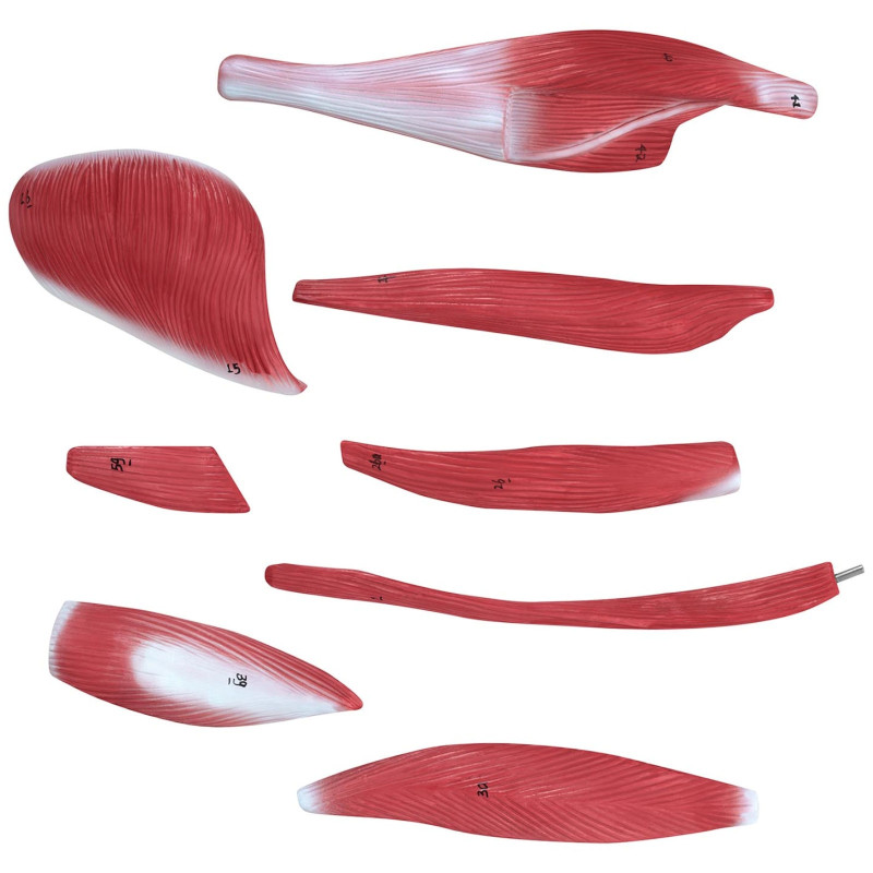 3D anatominis žmogaus kūno modelis 27 elementai 76 cm