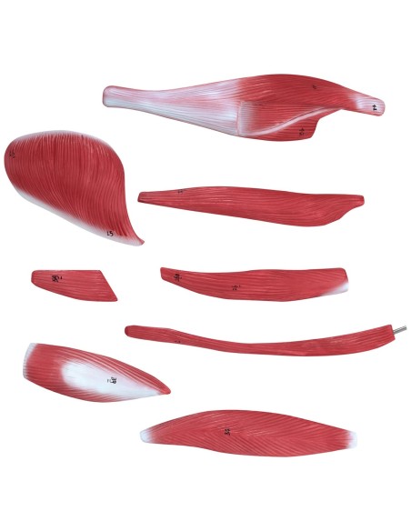 3D anatominis žmogaus kūno modelis 27 elementai 76 cm 3D anatominis žmogaus kūno modelis 27 elementai 76 cm