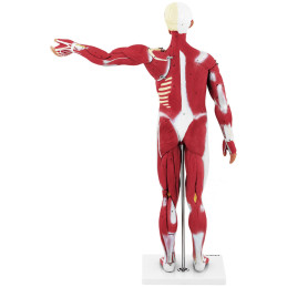 3D anatominis žmogaus kūno modelis 27 elementai 76 cm