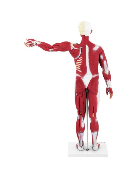 3D anatominis žmogaus kūno modelis 27 elementai 76 cm 3D anatominis žmogaus kūno modelis 27 elementai 76 cm
