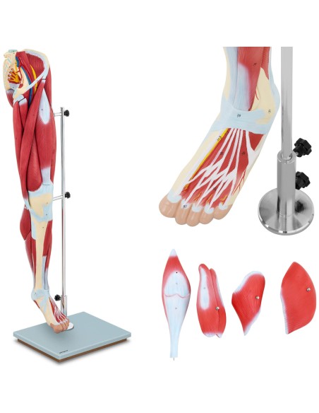 Žmogaus kojų raumenų 3D anatominis modelis Žmogaus kojų raumenų 3D anatominis modelis