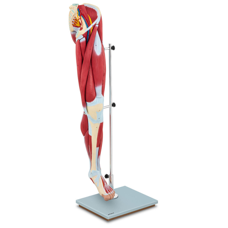Žmogaus kojų raumenų 3D anatominis modelis