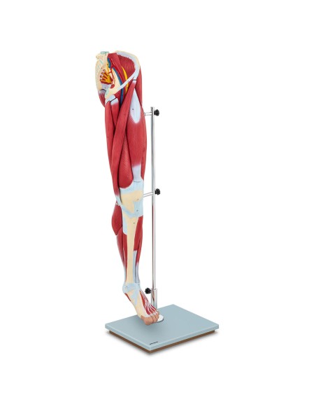 Žmogaus kojų raumenų 3D anatominis modelis Žmogaus kojų raumenų 3D anatominis modelis