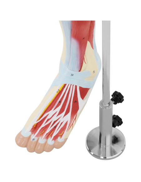 Žmogaus kojų raumenų 3D anatominis modelis Žmogaus kojų raumenų 3D anatominis modelis