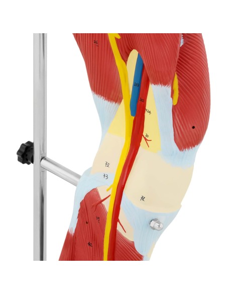 Žmogaus kojų raumenų 3D anatominis modelis Žmogaus kojų raumenų 3D anatominis modelis