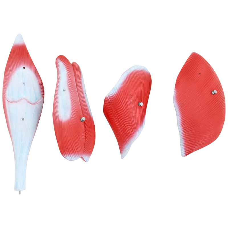 Žmogaus kojų raumenų 3D anatominis modelis