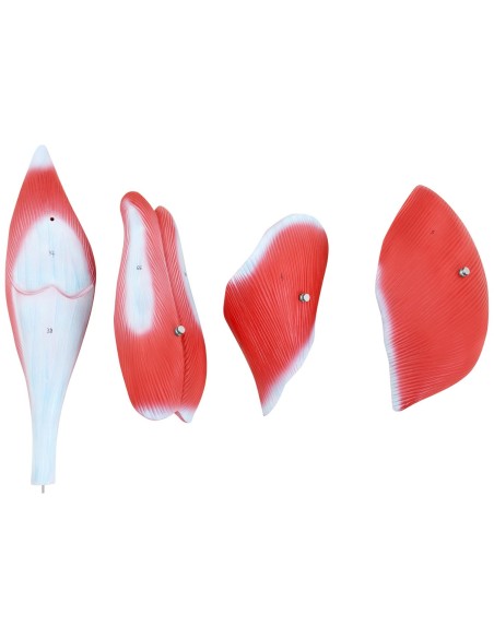 Žmogaus kojų raumenų 3D anatominis modelis Žmogaus kojų raumenų 3D anatominis modelis