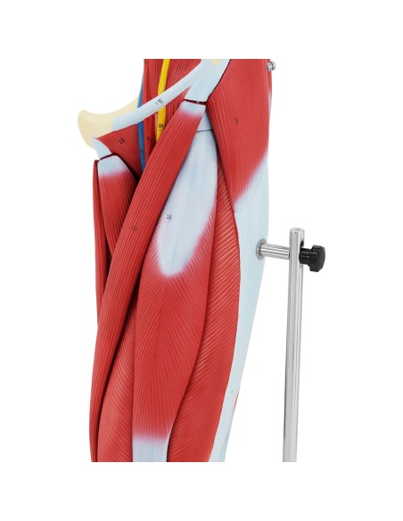 Žmogaus kojų raumenų 3D anatominis modelis Žmogaus kojų raumenų 3D anatominis modelis