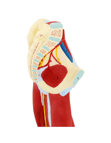 Žmogaus kojų raumenų 3D anatominis modelis Žmogaus kojų raumenų 3D anatominis modelis