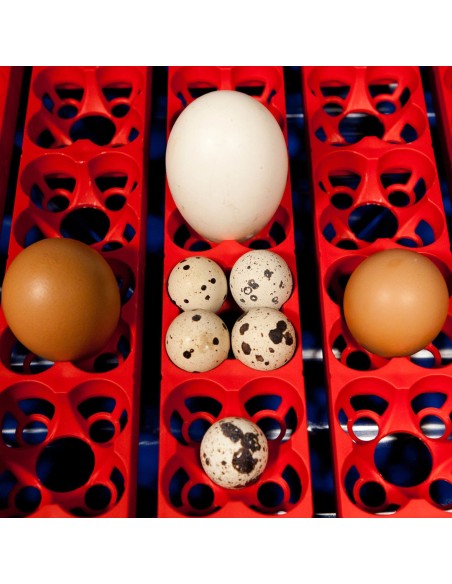 Automatinis inkubatorius 49 kiaušiniams su vandens dozatoriumi profesionaliu 150 W