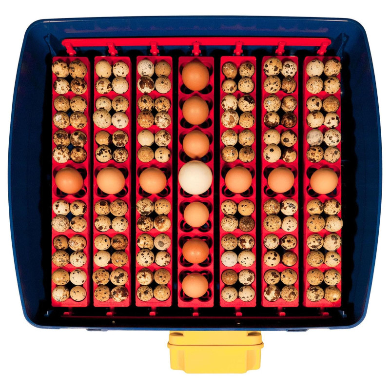 Automatinis inkubatorius 49 kiaušiniams su vandens dozatoriumi profesionaliu 150 W