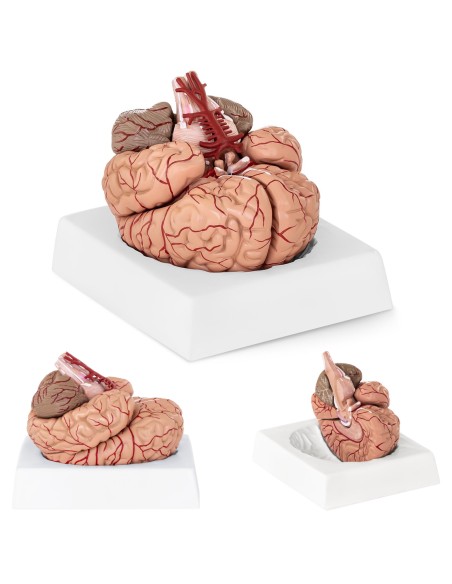 Anatominis žmogaus smegenų modelis, 9 elementai, 1:1 mastelis Anatominis žmogaus smegenų modelis, 9 elementai, 1:1 mastelis