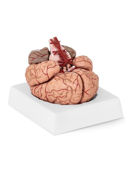 Anatominis žmogaus smegenų modelis, 9 elementai, 1:1 mastelis Anatominis žmogaus smegenų modelis, 9 elementai, 1:1 mastelis
