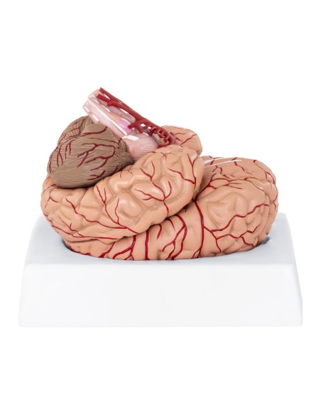 Anatominis žmogaus smegenų modelis, 9 elementai, 1:1 mastelis Anatominis žmogaus smegenų modelis, 9 elementai, 1:1 mastelis