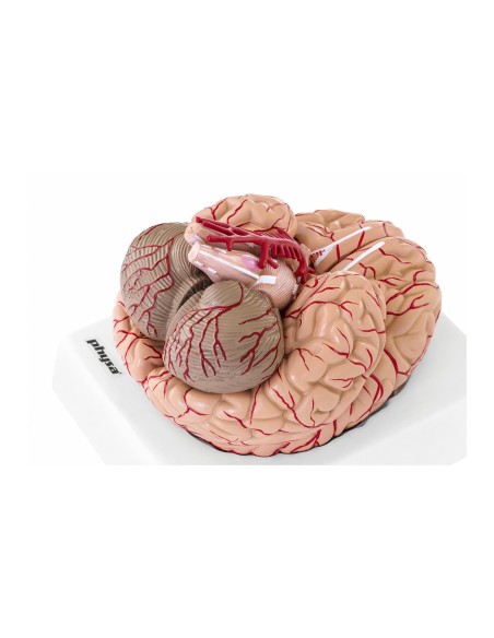 Anatominis žmogaus smegenų modelis, 9 elementai, 1:1 mastelis Anatominis žmogaus smegenų modelis, 9 elementai, 1:1 mastelis
