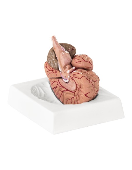 Anatominis žmogaus smegenų modelis, 9 elementai, 1:1 mastelis Anatominis žmogaus smegenų modelis, 9 elementai, 1:1 mastelis