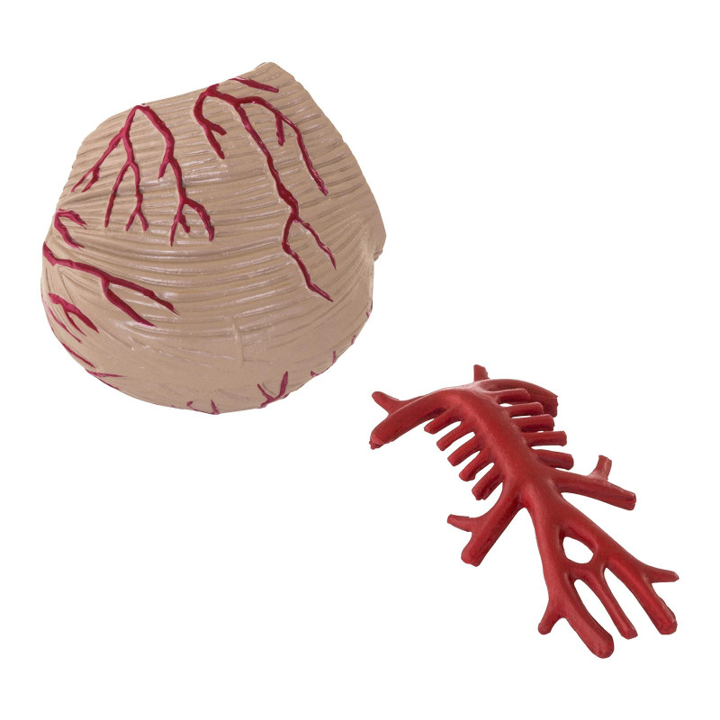 Anatominis žmogaus smegenų modelis, 9 elementai, 1:1 mastelis