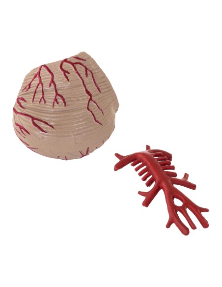 Anatominis žmogaus smegenų modelis, 9 elementai, 1:1 mastelis Anatominis žmogaus smegenų modelis, 9 elementai, 1:1 mastelis