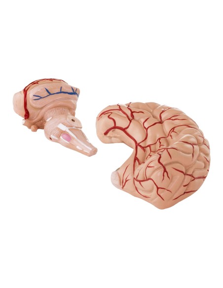 Anatominis žmogaus smegenų modelis, 9 elementai, 1:1 mastelis Anatominis žmogaus smegenų modelis, 9 elementai, 1:1 mastelis